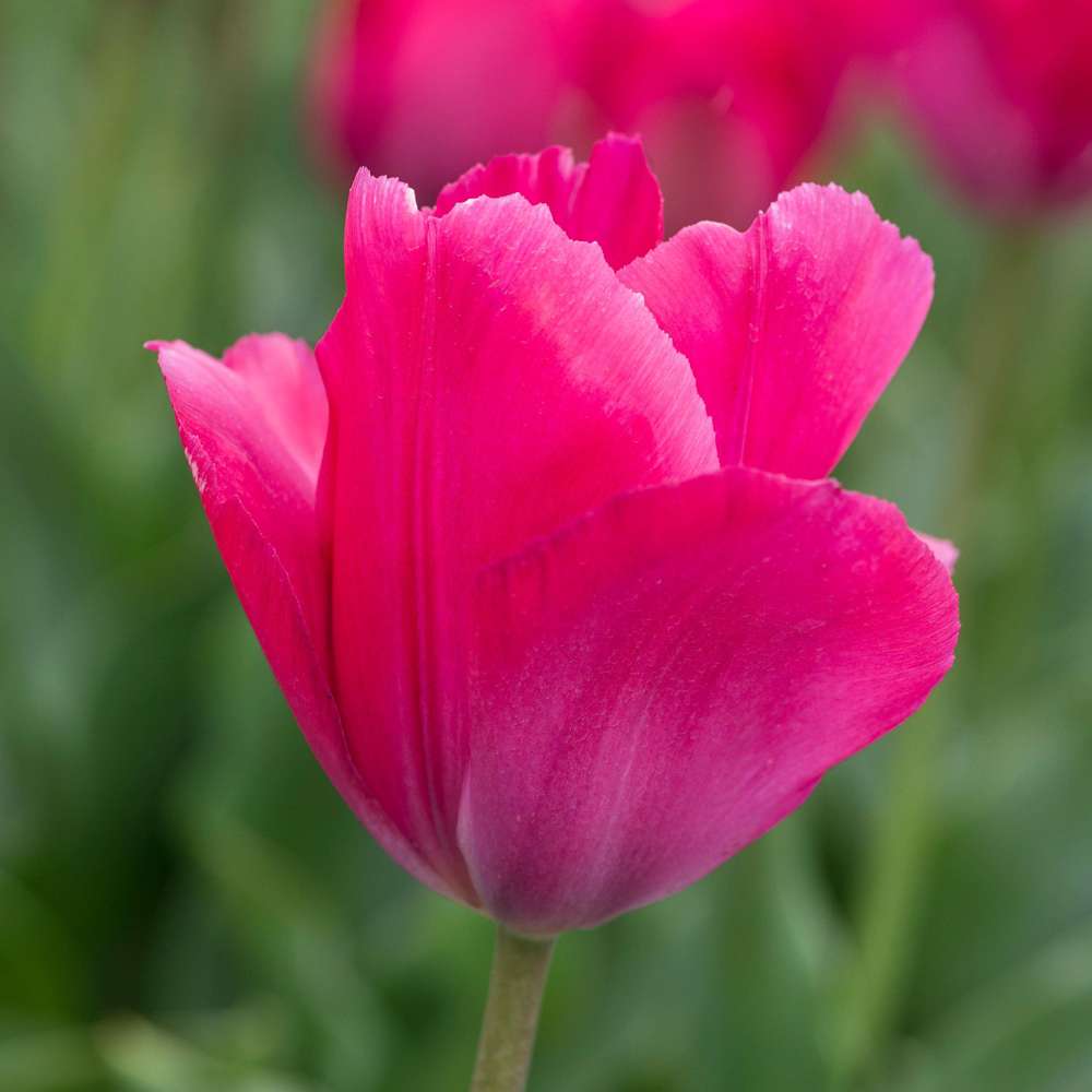 Tulipan 'Lady van Eijk'